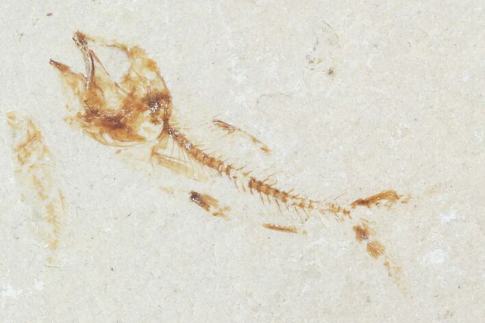 Bargain, Cretaceous Fossil Fish (Armigatus) - Lebanon #102583